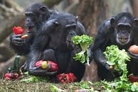 Chimpansees eten groenten. van Luuk van der Lee thumbnail