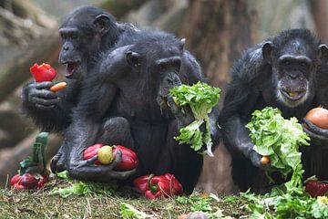 Chimpansees eten groenten.
