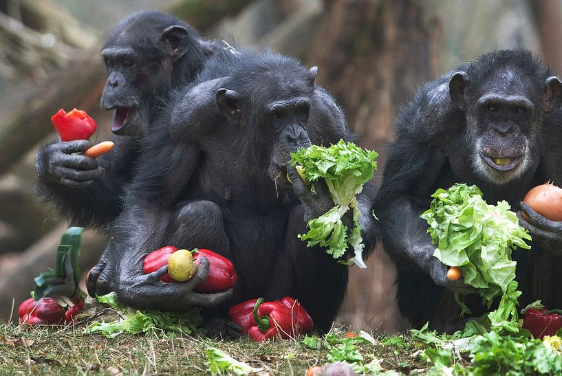 Chimpansees eten groenten. by Luuk van der Lee