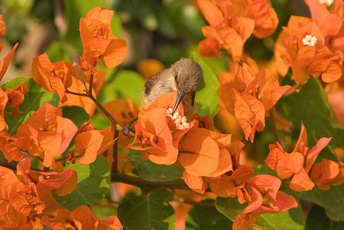 Honey sucker sucking honey
