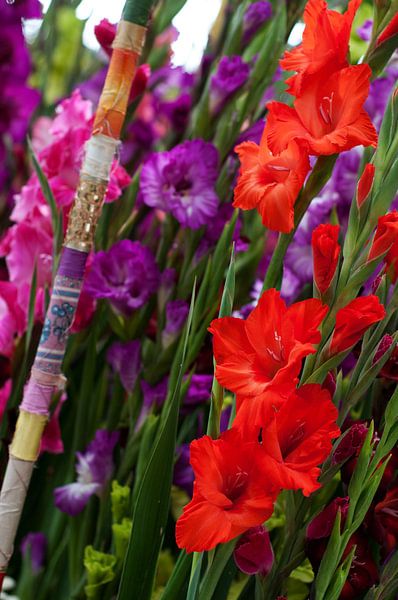 Prachtige rood en paarse Gladiolen van Patricia Verbruggen