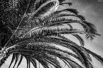 Palmboom Silhouet in Zwart-Wit Tropische Elegantie van Femke Ketelaar
