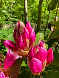 Groen en Roze van Truckpowerr