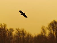 White-tailed eagle in flight during sunrise