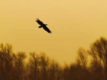 Zeearend in vlucht met zonsopkomst