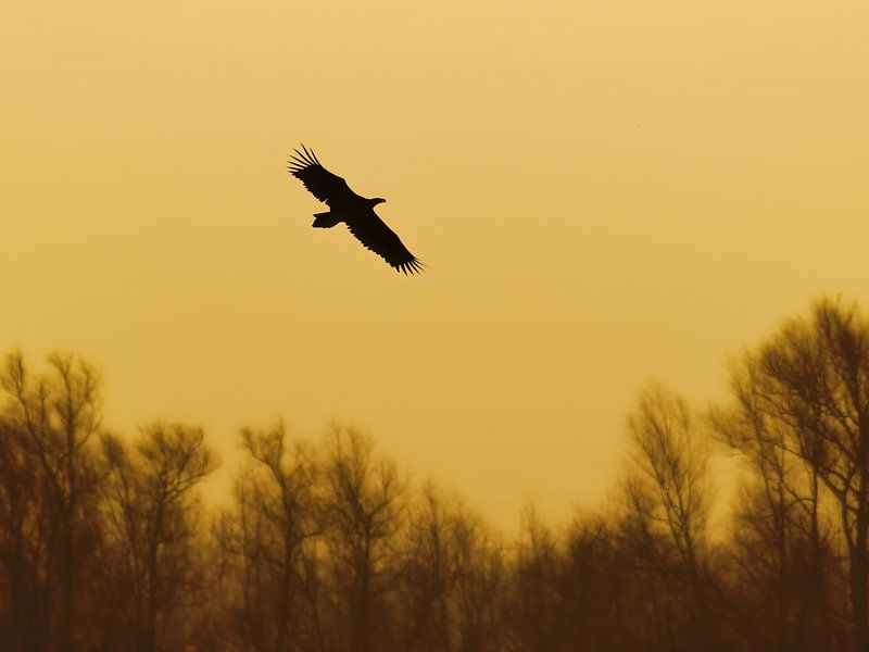 White-tailed eagle in flight during sunrise by Laurens de Waard