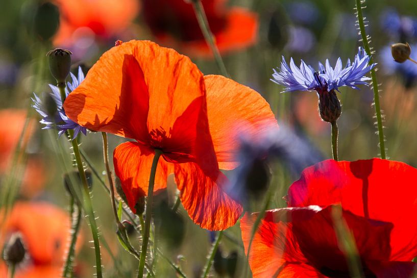Klaproos en korenbloem by Yvonne van der Meij