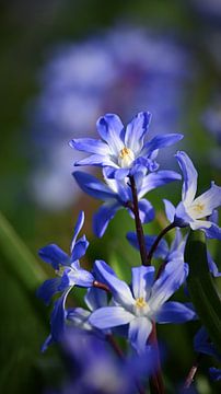 Blaue Frühlingsblüten im sanften Licht von Bambi Lu