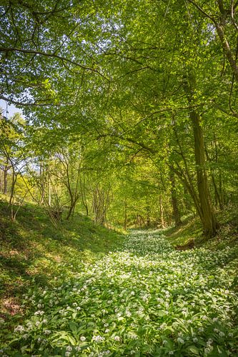 Daslook rivier in het Savelsbos, portretformaat