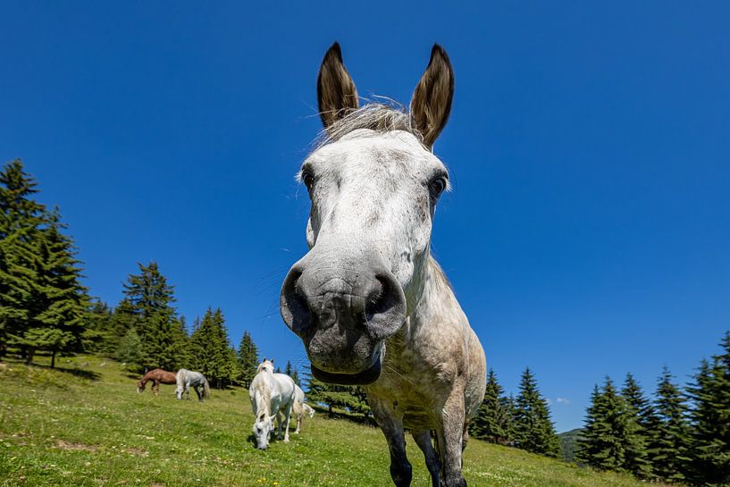 Wilde Pferde in der Natur von Roland Brack