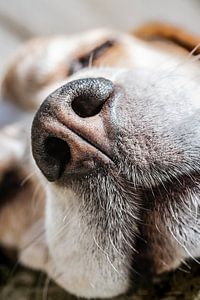 Speurneus van een Beagle offline
