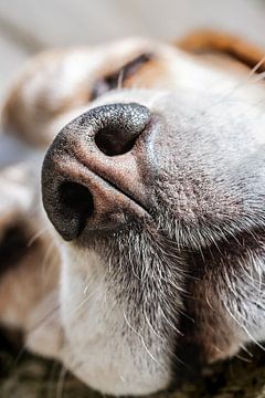 Beagle-Nase von Jefra Creations