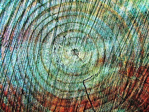 Baumstamm Abschnitts mit Jahresringen mixed media