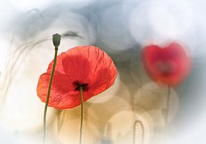 Morning Poppies, Steve Moore by 1x