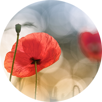Morning Poppies, Steve Moore van 1x