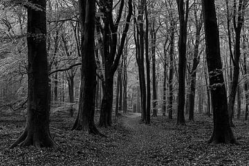 Morgenstimmung im Herbst im Wald von Colico
