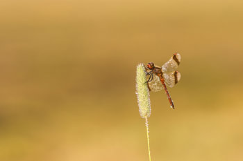Band Darter