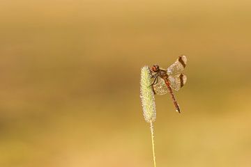 Band Darter by Arien Linge