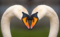 Swan Love van Brian Morgan thumbnail