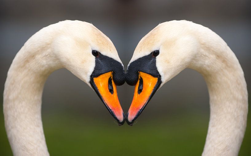 Swan Love van Brian Morgan