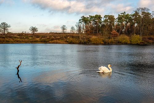 Schwan schwimmt anmutig in einem von Bäumen umgebenen See von Ruud Morijn