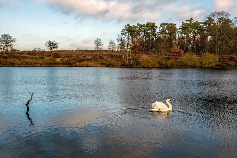 Cygne nage gracieusement dans un lac entouré d'arbres par Ruud Morijn