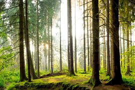 Beautiful forest by Günter Albers