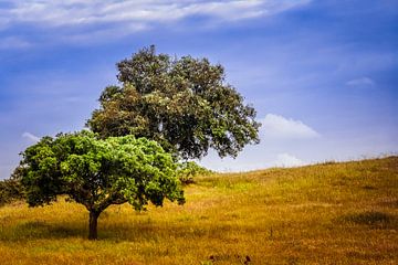 peaceful trees by Freddy Hoevers