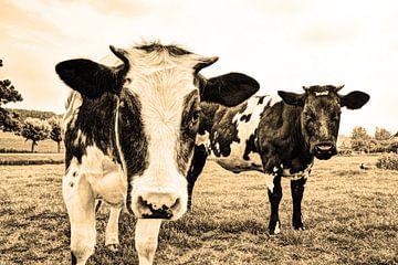 Cows in Pasture Sepia