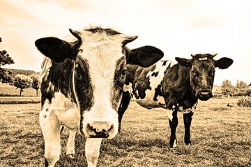 Vaches au pâturage Sépia