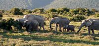 Kudde olifanten in de avondzon, Addo Zuid Afrika