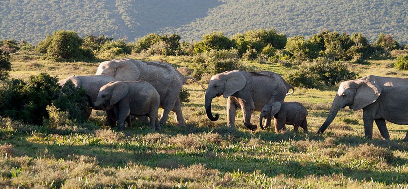 Kudde olifanten in de avondzon, Addo Zuid Afrika von Chris van Kan