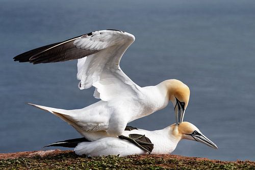 Jan-van-Gent tijdens de paring