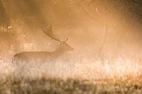 Daim dans le brouillard