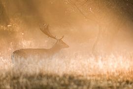 Fallow deer in the fog by Andius Teijgeler