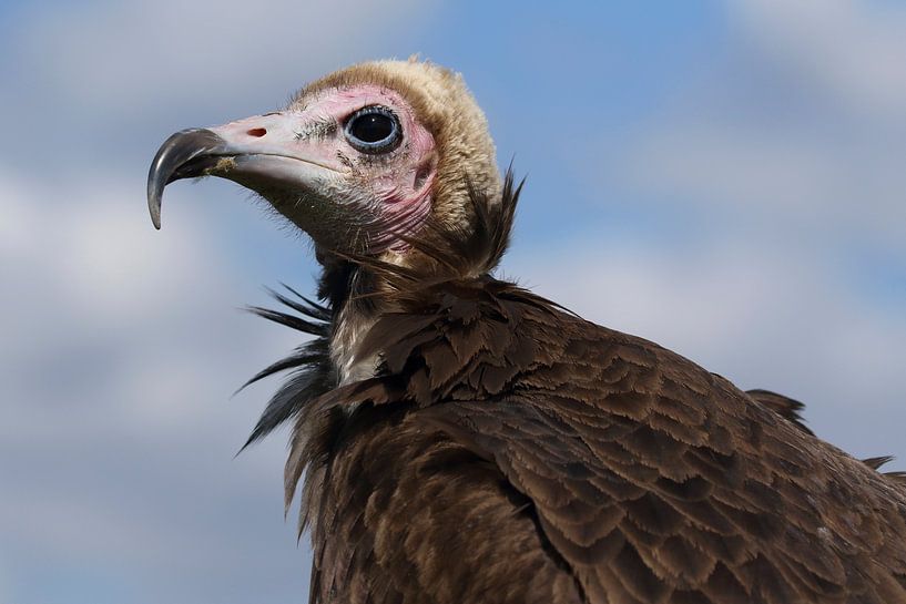 Hooded Vulture (Necrosyrtes monachus) by Ronald Pol