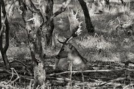 Resting Fallow Deer by Arnoud van der Meer
