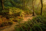 Mysterieus bos met varens van Moetwil en van Dijk - Fotografie thumbnail