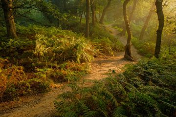 Mysteriöser Wald mit Farnen von Moetwil en van Dijk - Fotografie