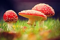 Fly Agaric | Vliegenzwam