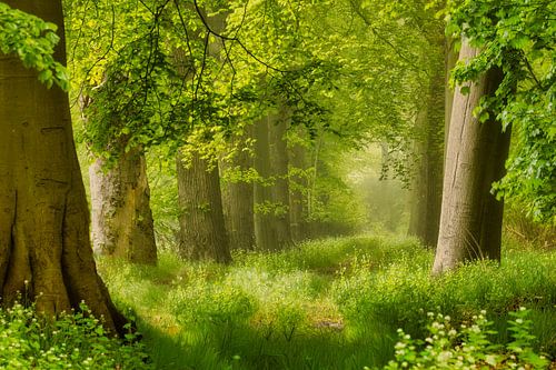 Forest path with beech trees by Frans Lemmens