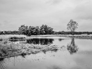 Steenhaarer Seen von Bianca  Hinnen