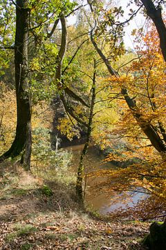 autumn forest in holland   van ChrisWillemsen
