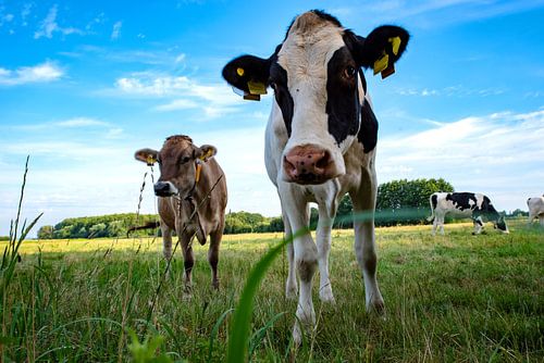 Neugierige Kühe auf der Weide