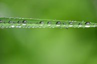 Een groen grassprietje met waterdruppels van Ulrike Leone thumbnail