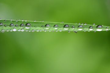 A green blade of grass with drops of water by Ulrike Leone