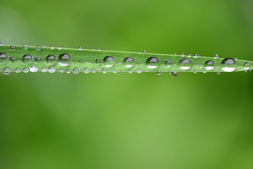 A green blade of grass with drops of water