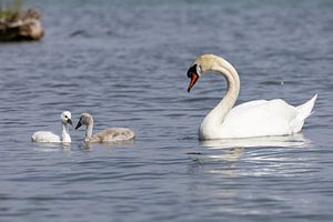 Schwan mit Schwanküken