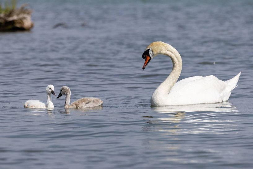 Swan with swan chicks by Andreas Müller