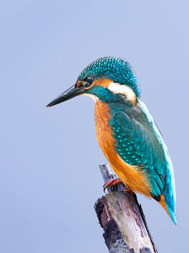 kingfisher